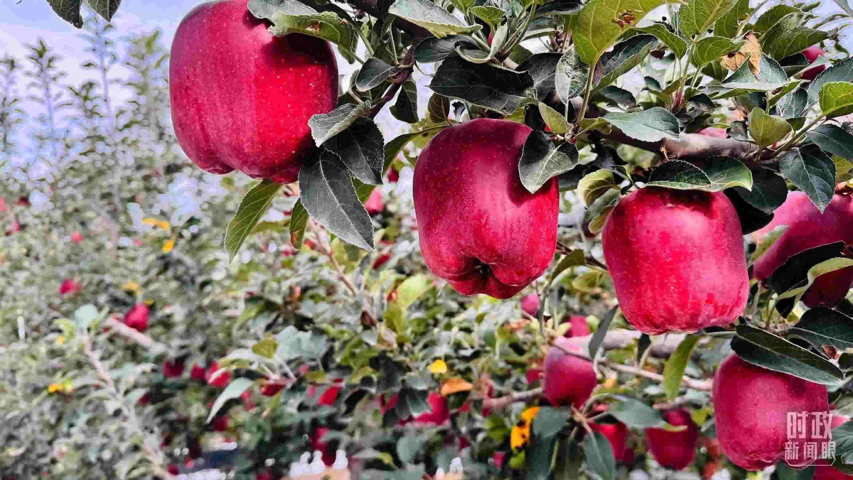 △ 麥積區(qū)南山花牛蘋果基地。（總臺(tái)央視記者黎兵拍攝）