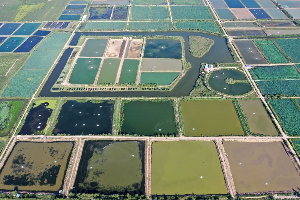 2024年8月13日在山西省臨猗縣薛公村拍攝的蟹塘（無人機照片）。薛公村位于黃河岸邊，有5000多畝黃河灘涂和近5000畝荒溝。當?shù)赝ㄟ^將荒溝和灘涂進行整合，發(fā)展特色水產(chǎn)養(yǎng)殖，讓守著黃河水、住在黃河灘的薛公村村民有了新的致富路。