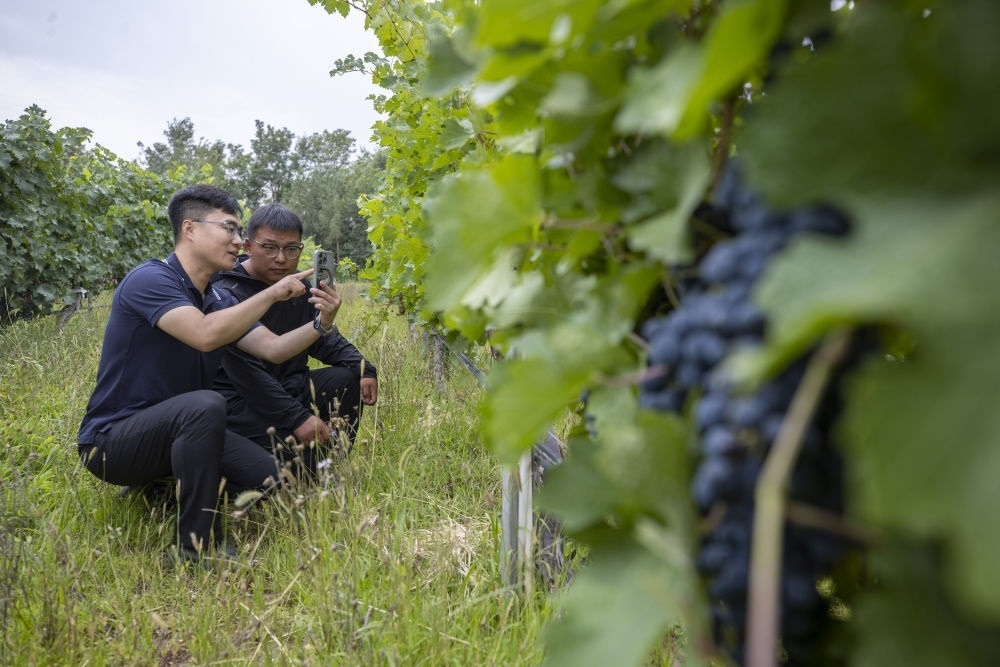 2024年8月15日，技術人員（左）和工作人員在寧夏銀川市西夏區(qū)的一個葡萄園工作。為推動黃河流域生態(tài)保護和高質量發(fā)展先行區(qū)建設，銀川市積極打造高標準葡萄園，借助各種傳感器監(jiān)測釀酒葡萄的生長狀態(tài)，實現(xiàn)精準灌溉，從而高效節(jié)約黃河水。