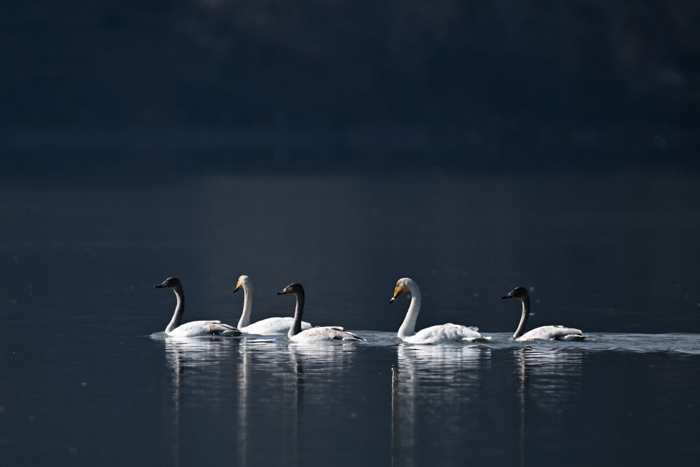2023年11月30日，天鵝在青海省海東市化隆回族自治縣群科鎮(zhèn)境內(nèi)的黃河上游弋。近年來，青海省加大力度保護治理境內(nèi)黃河流域，改善當?shù)厣鷳B(tài)環(huán)境，為越冬候鳥提供良好棲息地。
