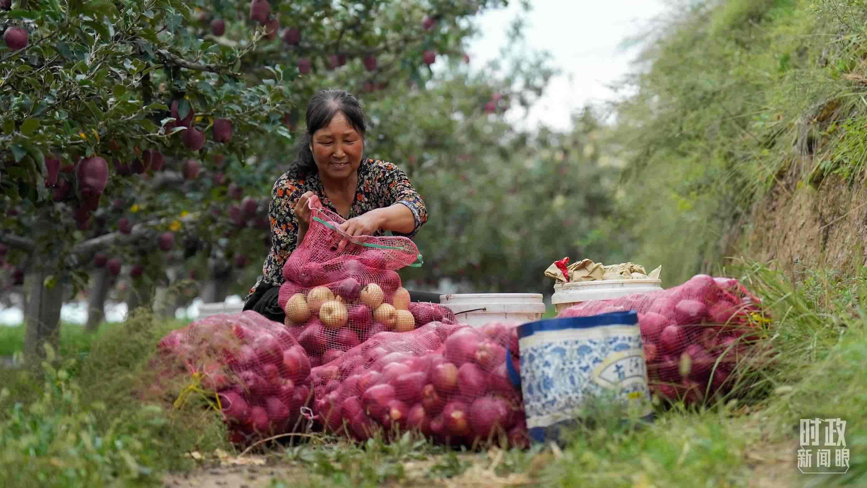 △南山花牛蘋果基地在2023年帶動9000多戶村民實現(xiàn)增收。（總臺國廣記者李晉拍攝）
