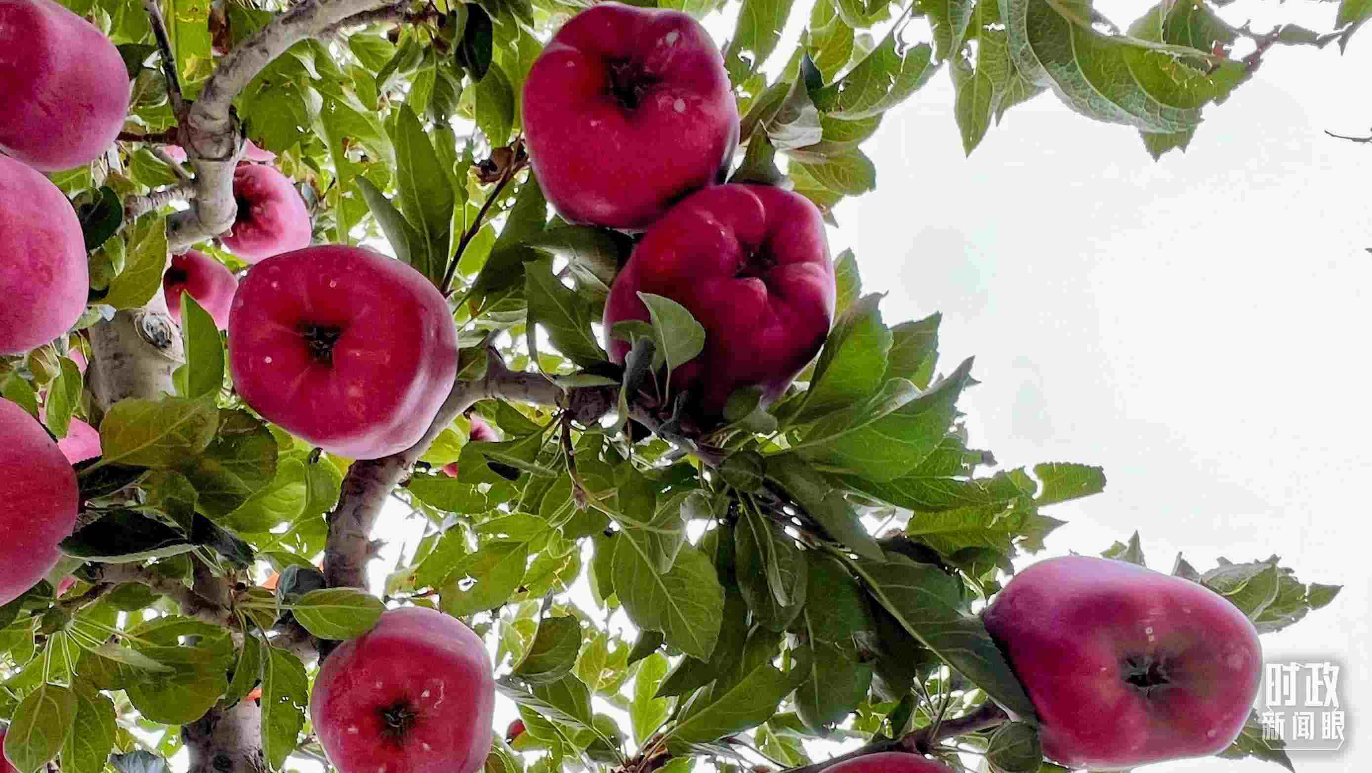 △南山花牛蘋果基地是元帥系蘋果生產(chǎn)基地。（總臺央視記者程鋮拍攝）