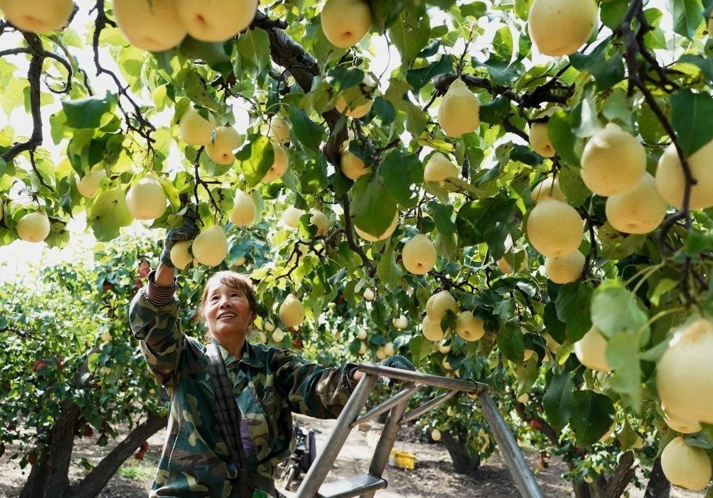 9月13日，河北省晉州市的農(nóng)民在果園采摘鴨梨。新華社記者楊世堯 攝