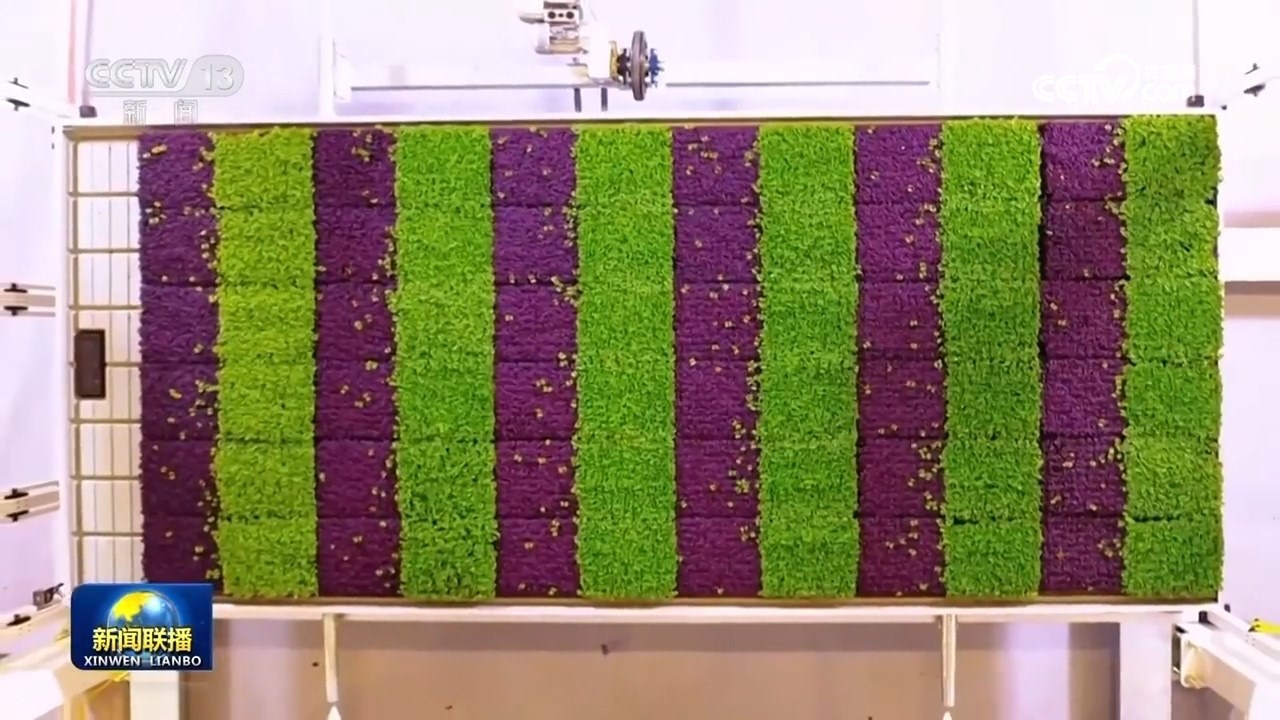 【新思想引領(lǐng)新征程】豐收中國(guó) 繪就鄉(xiāng)村振興新畫卷