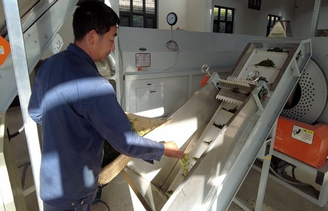  茶廠工人正在查看茶青質(zhì)量。 受訪者供圖