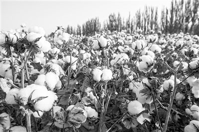 圖為新疆阿克蘇棉田。新研究揭示了GhEXL3基因調(diào)控棉纖維伸長的分子機制，為棉纖維品質(zhì)遺傳改良提供了重要理論依據(jù)。視覺中國供圖