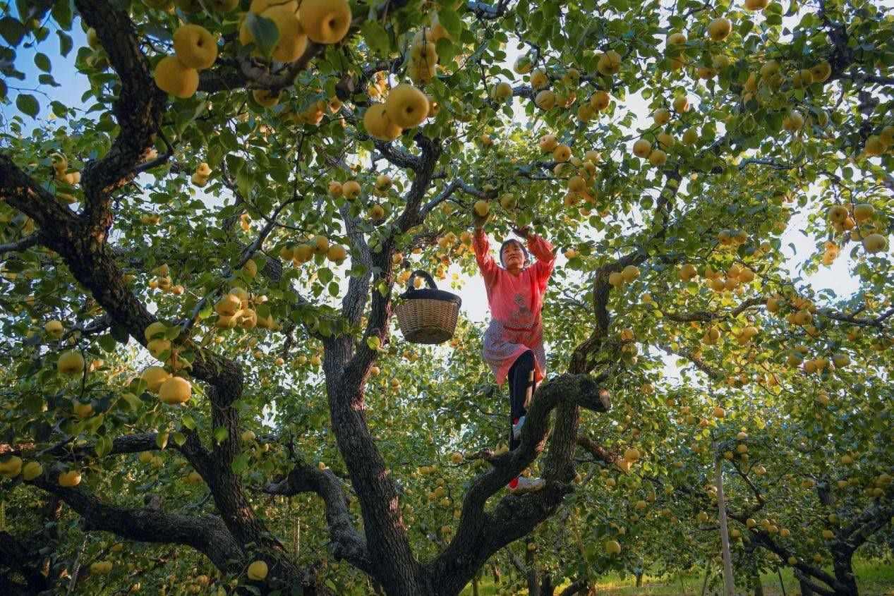 2024年10月4日，安徽省宿州市碭山縣程莊鎮(zhèn)衡樓村百年老梨園里，梨農(nóng)在忙著采摘酥梨。來(lái)源:人民圖片