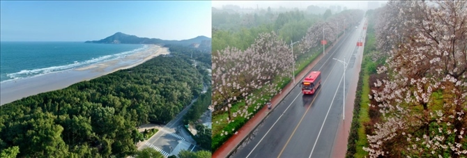 拼版照片：左圖為位于東山縣金鑾灣沿岸的木麻黃防護林帶（無人機照片，新華社記者 姜克紅 攝）；右圖為2021年4月20日在蘭考縣焦裕祿干部學院附近拍攝的泡桐花（無人機照片，新華社記者 郝源 攝）。
