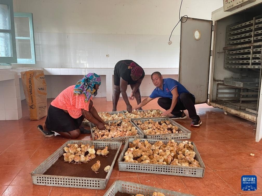 中國援圣普農(nóng)牧業(yè)技術(shù)項目組專家在圣多美和普林西比家禽繁育中心指導(dǎo)雛雞人工孵化技術(shù)（2024年10月8日攝）。新華社發(fā)（中國援圣普農(nóng)技組供圖）