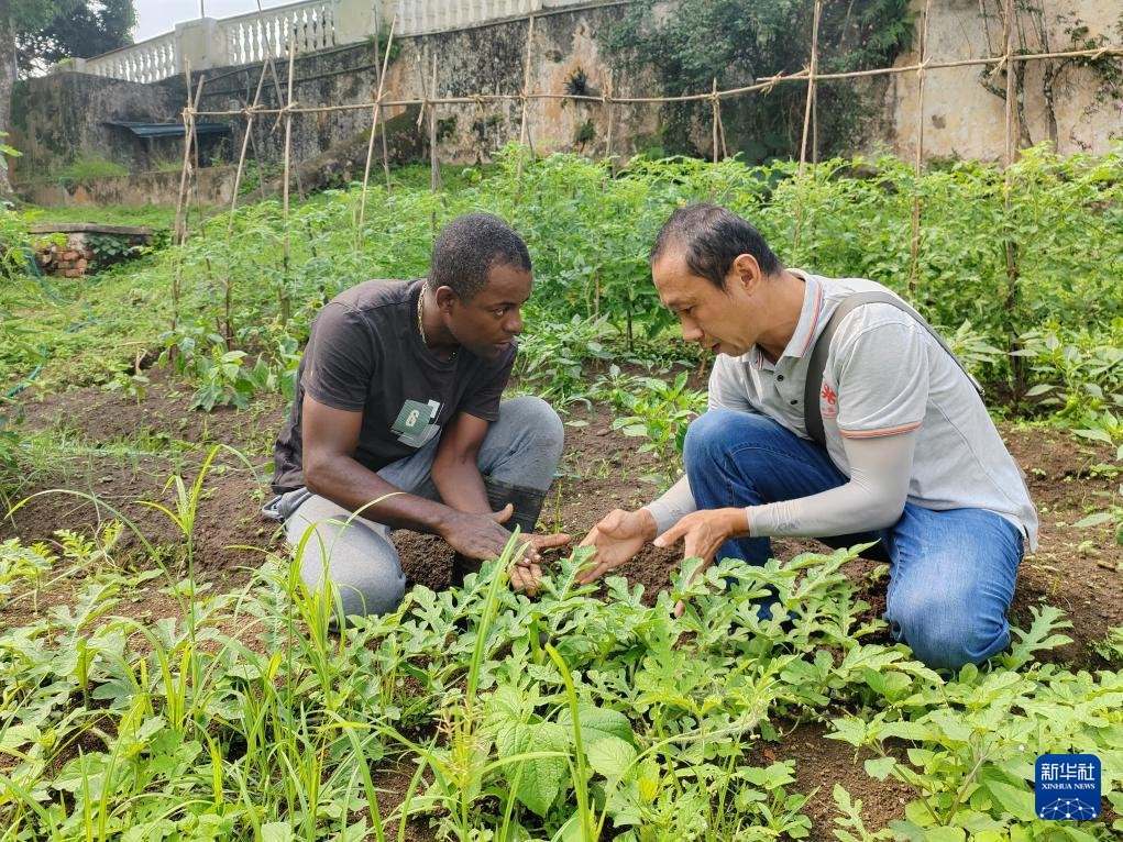 中國援圣普農(nóng)牧業(yè)技術(shù)項目組專家彭杰（右）在圣多美和普林西比的梅佐希大區(qū)指導(dǎo)蔬菜種植戶改善田間管理技術(shù)（2024年1月25日攝）。新華社發(fā)（中國援圣普農(nóng)技組供圖）