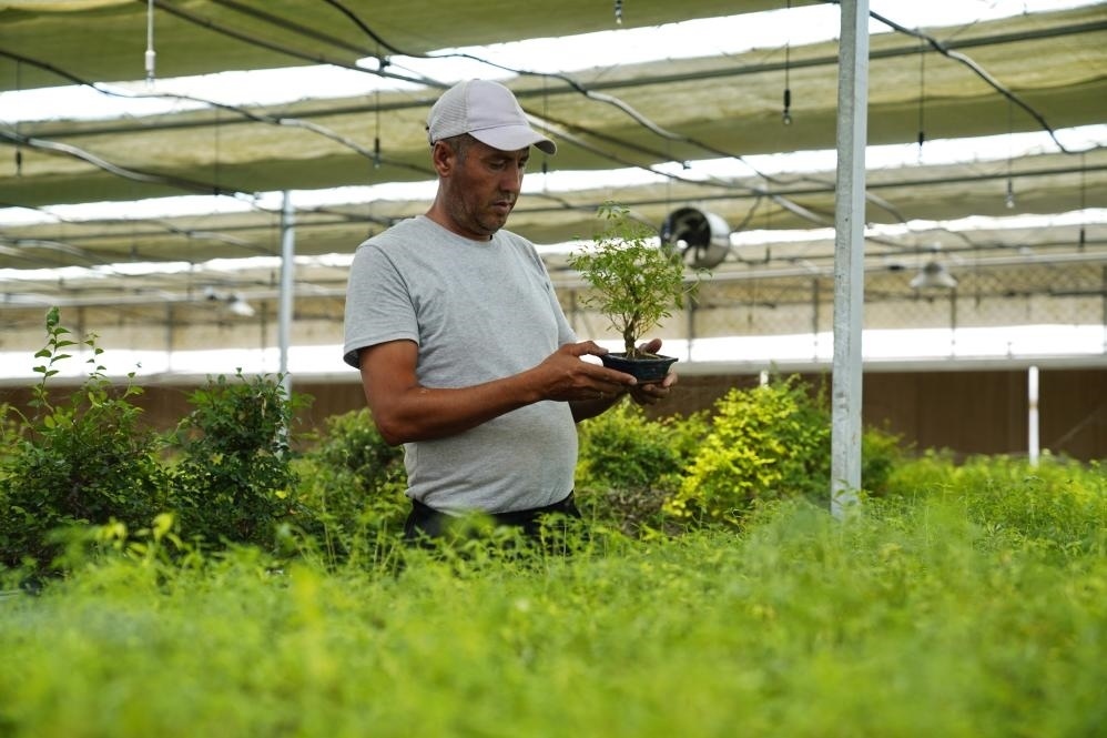 7月28日，在烏茲別克斯坦錫爾河州的上合組織農(nóng)業(yè)基地中烏現(xiàn)代農(nóng)業(yè)科技示范園，工作人員檢查盆栽植物。新華社發(fā)（扎法爾攝）