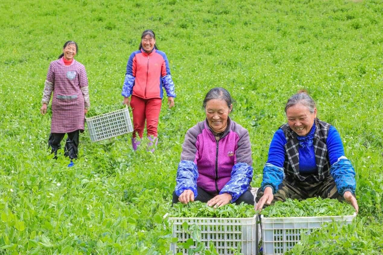 在四川省阿壩藏族羌族自治州馬爾康市馬爾康鎮(zhèn)納足村，當(dāng)季蔬菜喜獲豐收，群眾正在忙著采收、裝箱供應(yīng)市場(chǎng)。來(lái)源：人民圖片