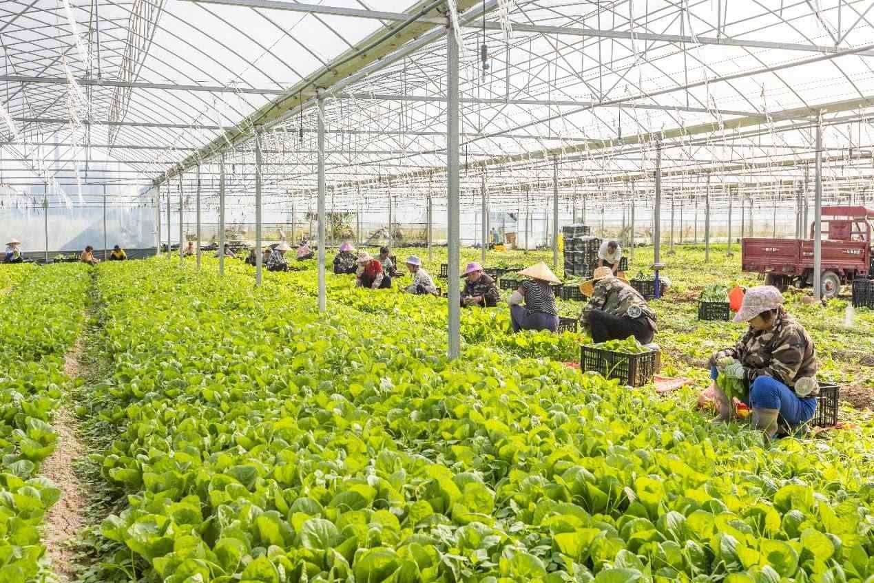 2024年10月8日，在廣西梧州市蒙山縣文圩鎮(zhèn)大明村一個(gè)大棚蔬菜基地內(nèi)，民工在采摘、包裝包心菜，準(zhǔn)備運(yùn)銷外地。來(lái)源：人民圖片