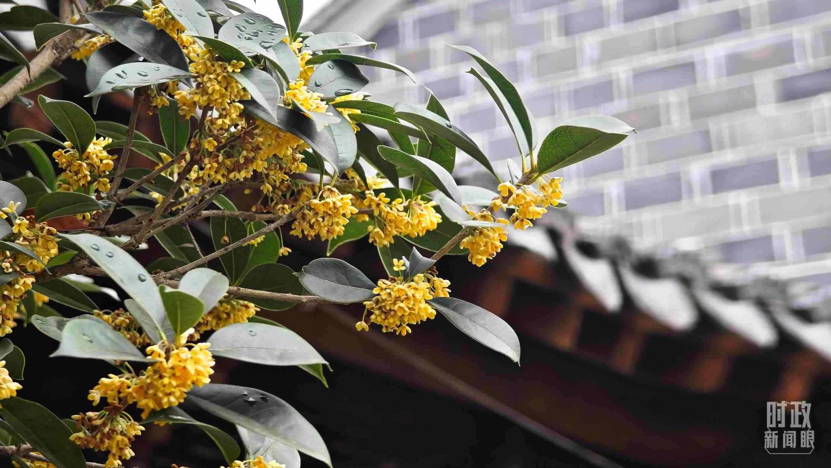 △六尺巷。（總臺央視記者趙化、彭漢明拍攝）