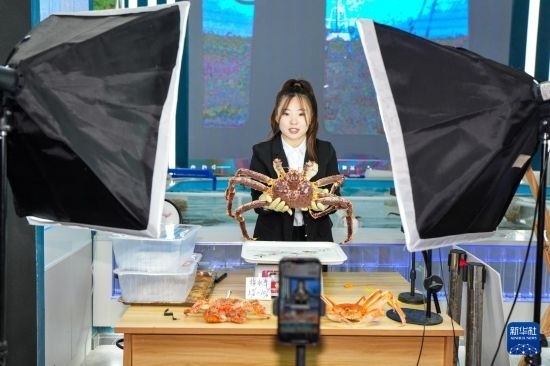 9月20日，在吉林省琿春市的帝王蟹保稅店內(nèi)，工作人員進(jìn)行網(wǎng)絡(luò)直播售賣帝王蟹。新華社記者 許暢 攝