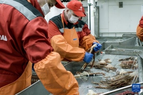 俄羅斯蟹業(yè)集團(tuán)的工作人員在生產(chǎn)線上加工產(chǎn)品（資料照片）。新華社發(fā)（俄羅斯蟹業(yè)集團(tuán)供圖）