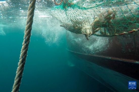 這是俄羅斯蟹業(yè)集團(tuán)的捕撈船進(jìn)行遠(yuǎn)洋捕撈的資料照片。新華社發(fā)（俄羅斯蟹業(yè)集團(tuán)供圖）