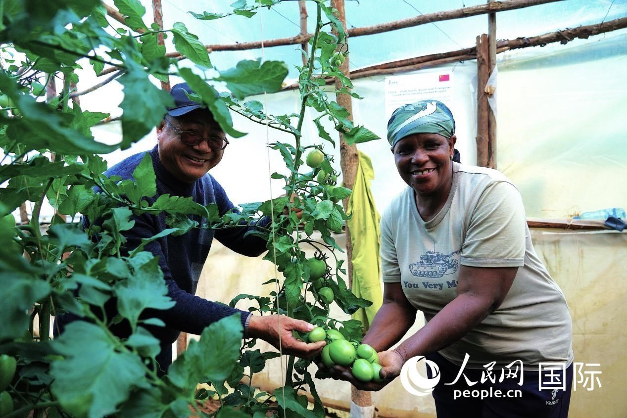 肯尼亞納庫魯郡，南京農(nóng)業(yè)大學(xué)援非專家劉高瓊和當(dāng)?shù)剞r(nóng)民瑪麗·姆旺吉在溫室大棚里查看番茄種植情況。人民網(wǎng)記者 黃煒鑫攝