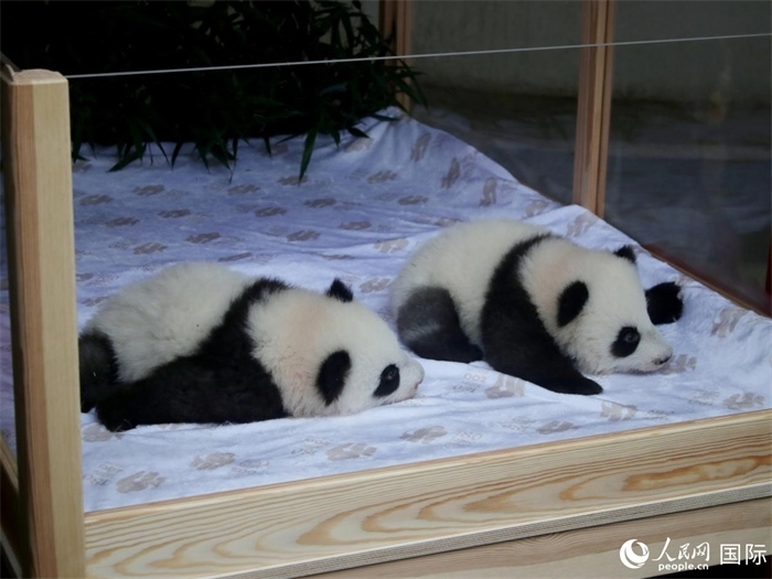 柏林動物園的明星“夢好”與“夢甜”。人民網(wǎng) 肖晶攝