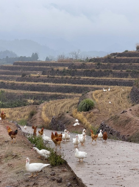 樨鄉(xiāng)記生態(tài)農(nóng)莊一隅。劉軍國攝