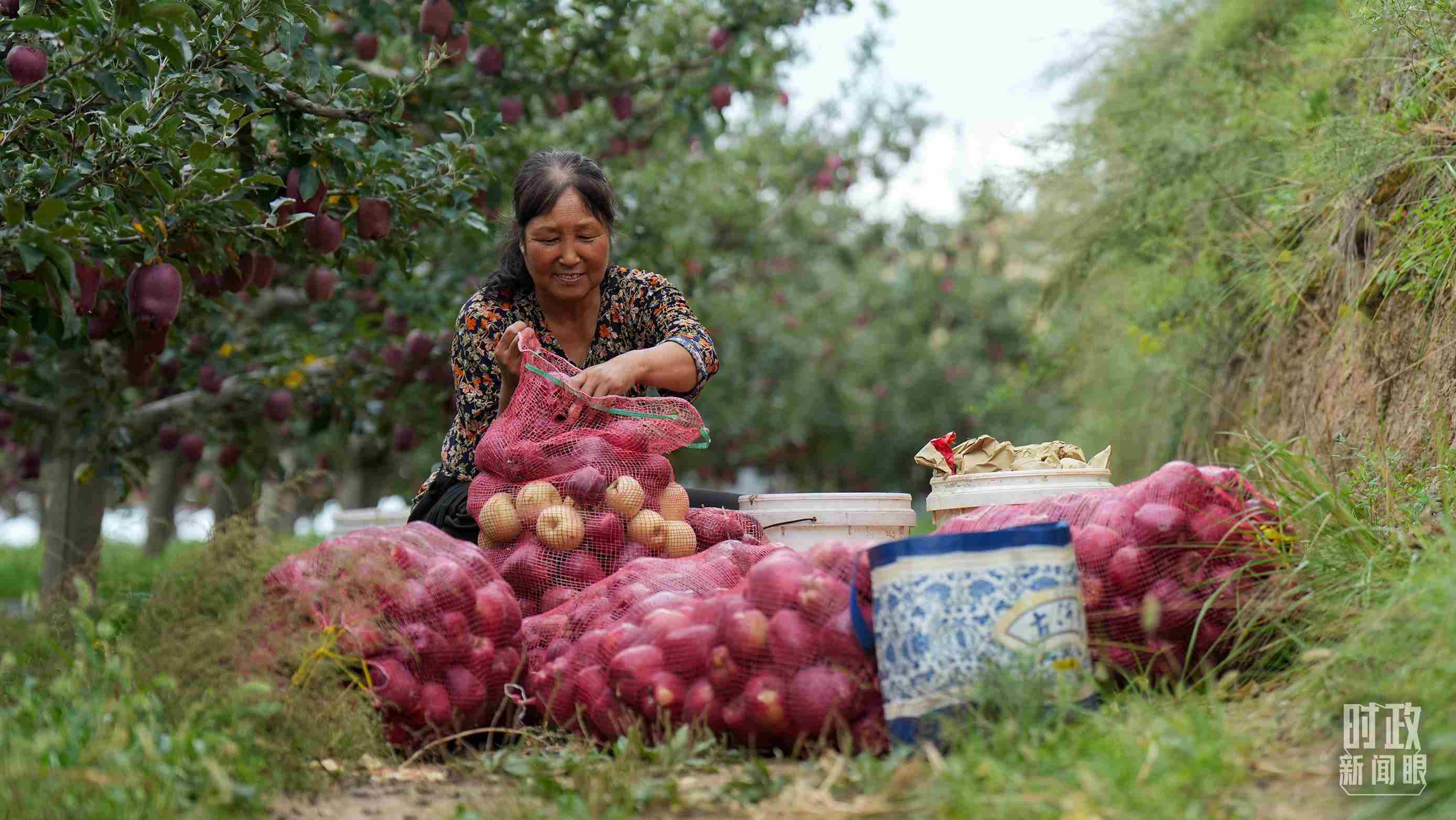 △甘肅天水的花牛蘋果已經(jīng)成為當?shù)厝罕姷摹吧鷳B(tài)果”“致富果”。（總臺記者李晉拍攝）