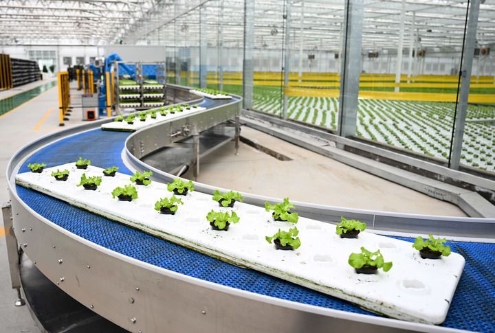 2024年12月12日在內(nèi)蒙古鄂爾多斯市達拉特旗內(nèi)蒙古現(xiàn)代數(shù)字農(nóng)業(yè)科技產(chǎn)業(yè)園拍攝的生菜苗。 新華社記者 貝赫 攝