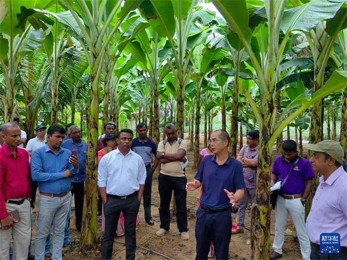 10月10日，在斯里蘭卡霍勒訥的一處香蕉示范基地，中國(guó)、聯(lián)合國(guó)糧農(nóng)組織與斯里蘭卡南南合作項(xiàng)目中國(guó)專家組組長(zhǎng)孫德權(quán)為當(dāng)?shù)剞r(nóng)民進(jìn)行技術(shù)培訓(xùn)。新華社發(fā)（中國(guó)、聯(lián)合國(guó)糧農(nóng)組織與斯里蘭卡南南合作項(xiàng)目專家組供圖）