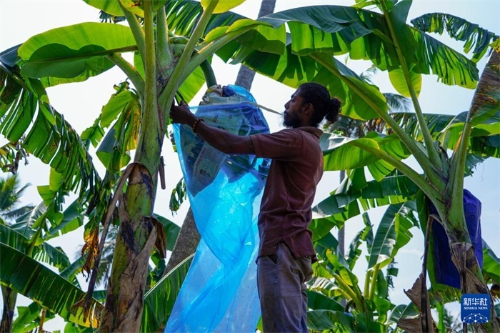 12月23日，在斯里蘭卡馬坎杜拉，農(nóng)民在香蕉試驗(yàn)田里學(xué)習(xí)套袋技術(shù)。新華社記者 陳冬書(shū) 攝