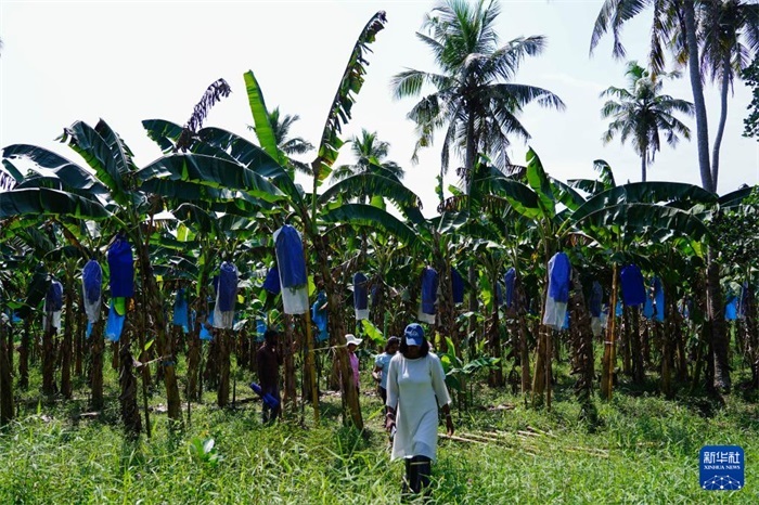 12月23日，在斯里蘭卡馬坎杜拉，農(nóng)民走過(guò)中國(guó)技術(shù)試驗(yàn)田香蕉田。新華社記者 陳冬書(shū) 攝