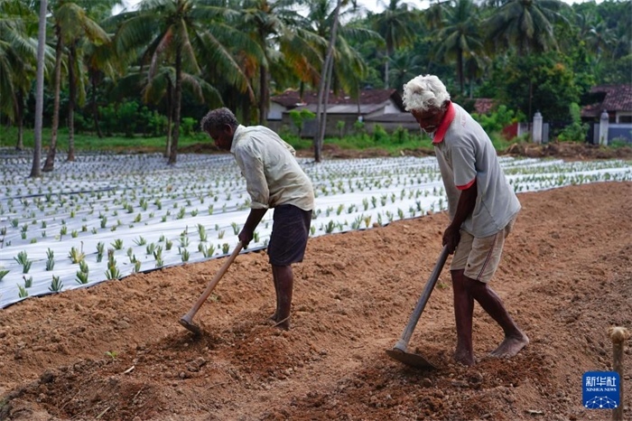 12月23日，斯里蘭卡馬坎杜拉的農(nóng)民在菠蘿田地里勞作。新華社記者 陳冬書(shū) 攝