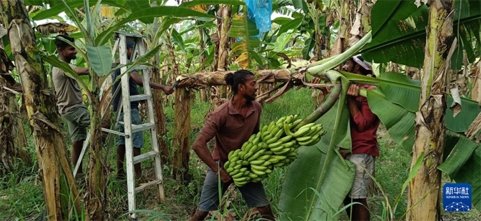 12月28日，在斯里蘭卡馬坎杜拉，當(dāng)?shù)剞r(nóng)民收獲香蕉。新華社發(fā)（中國(guó)、聯(lián)合國(guó)糧農(nóng)組織與斯里蘭卡南南合作項(xiàng)目專家組供圖）