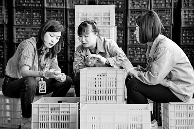 為拓展柿子產(chǎn)業(yè)發(fā)展新途徑，在陜西富平淡村鎮(zhèn)，歸國(guó)留學(xué)生王薇參與創(chuàng)建了一座柿酒酒莊。新華社發(fā)