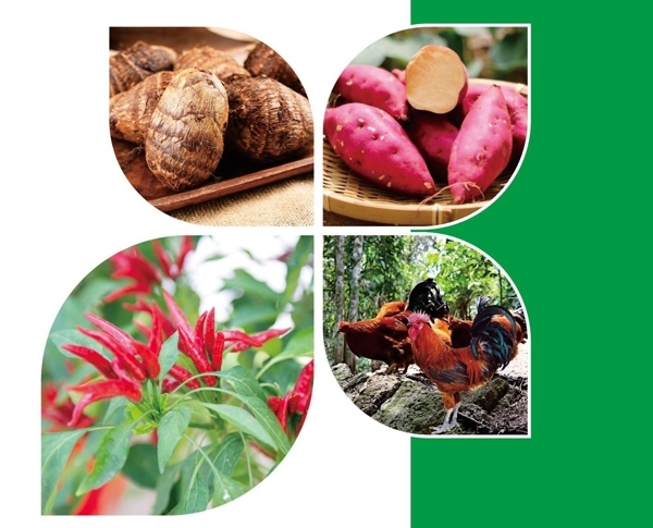 天等縣名特優(yōu)農(nóng)產(chǎn)品。主辦方供圖