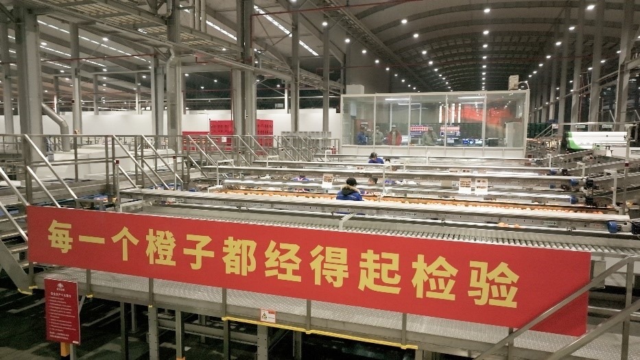 工人在智能生產(chǎn)線上對臍橙精深加工。人民網(wǎng)記者 張力洋攝