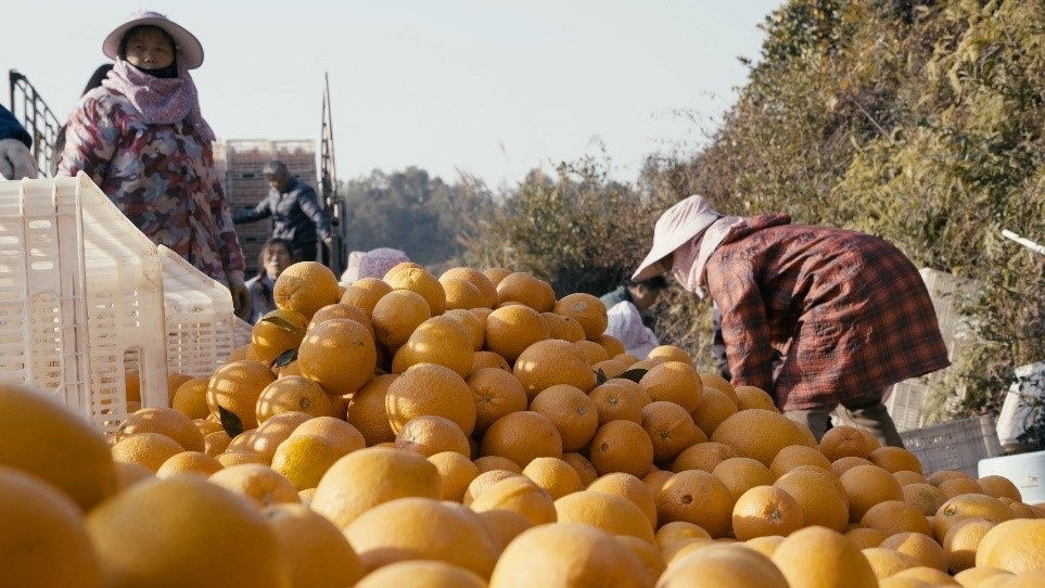 贛南臍橙喜獲豐收。人民網(wǎng)記者 張力洋攝