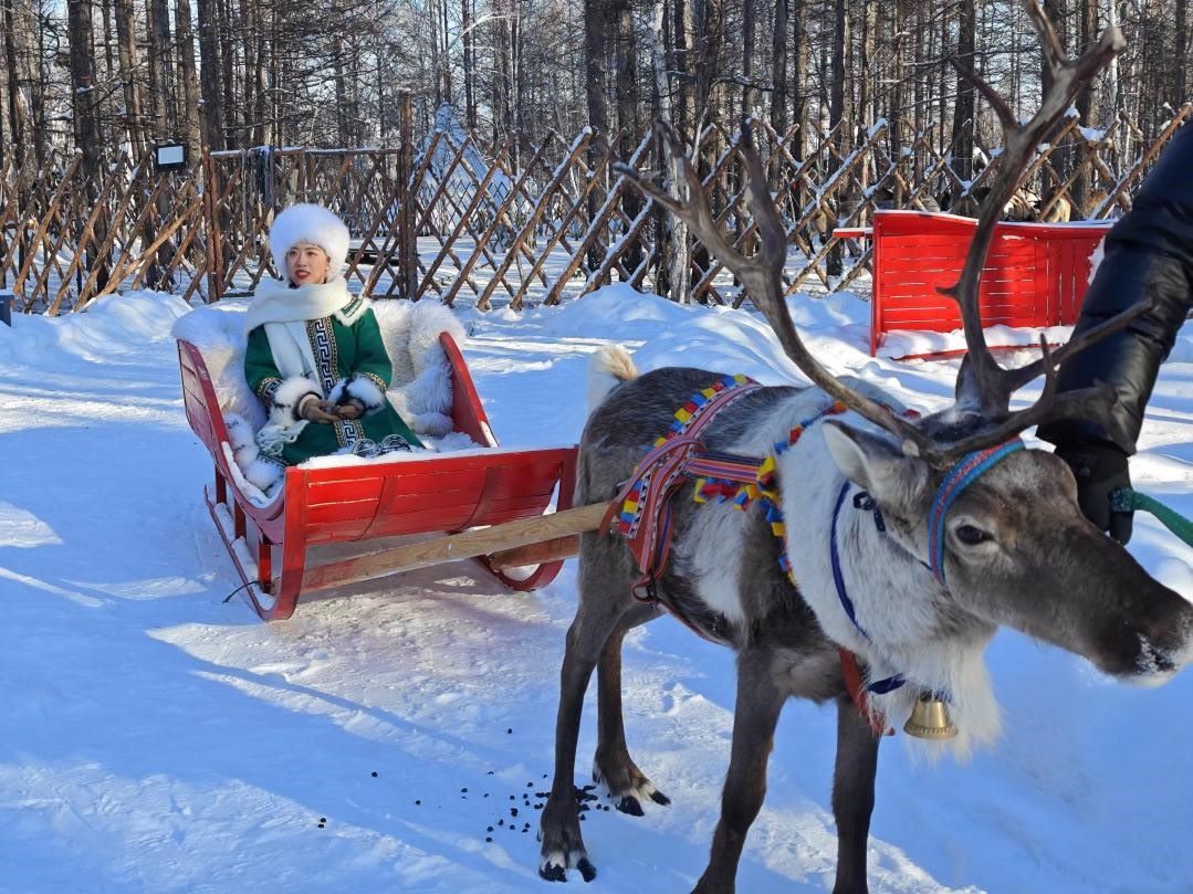 游客體驗(yàn)馴鹿拉雪橇。人民網(wǎng)記者 苗陽(yáng)攝