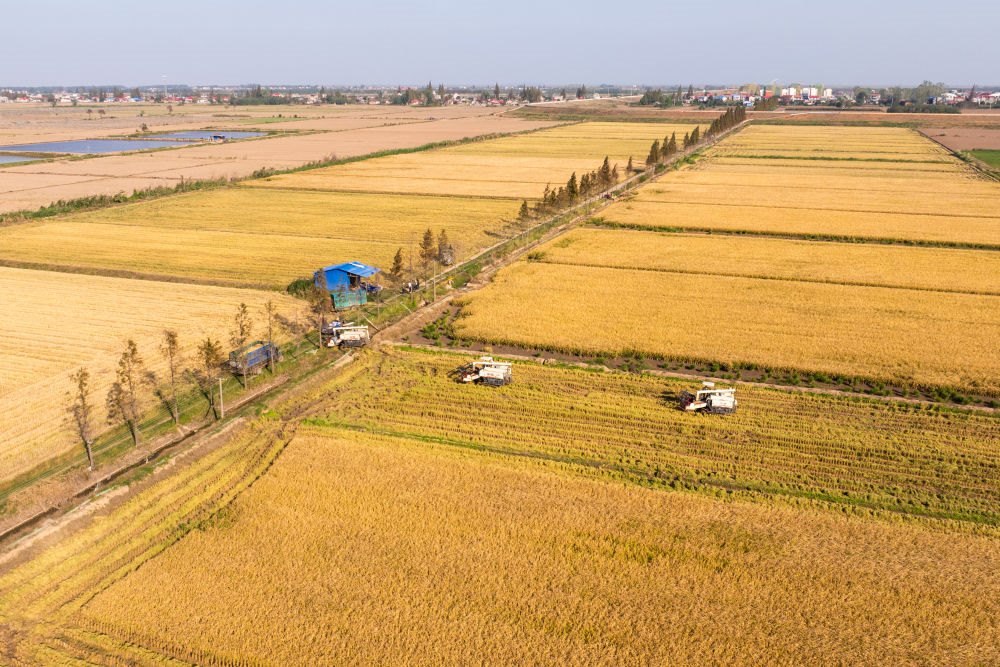 2024年11月1日，在湖南華容縣團(tuán)洲垸，村民駕駛收割機(jī)收獲水稻（無(wú)人機(jī)照片）。新華社記者陳思汗 攝