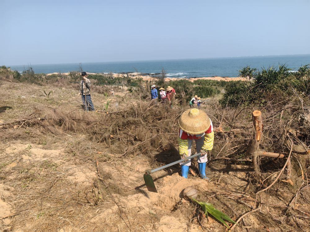 2025年1月19日，在海南文昌市，工人正在修復(fù)海岸防風(fēng)林。新華社記者吳茂輝 攝