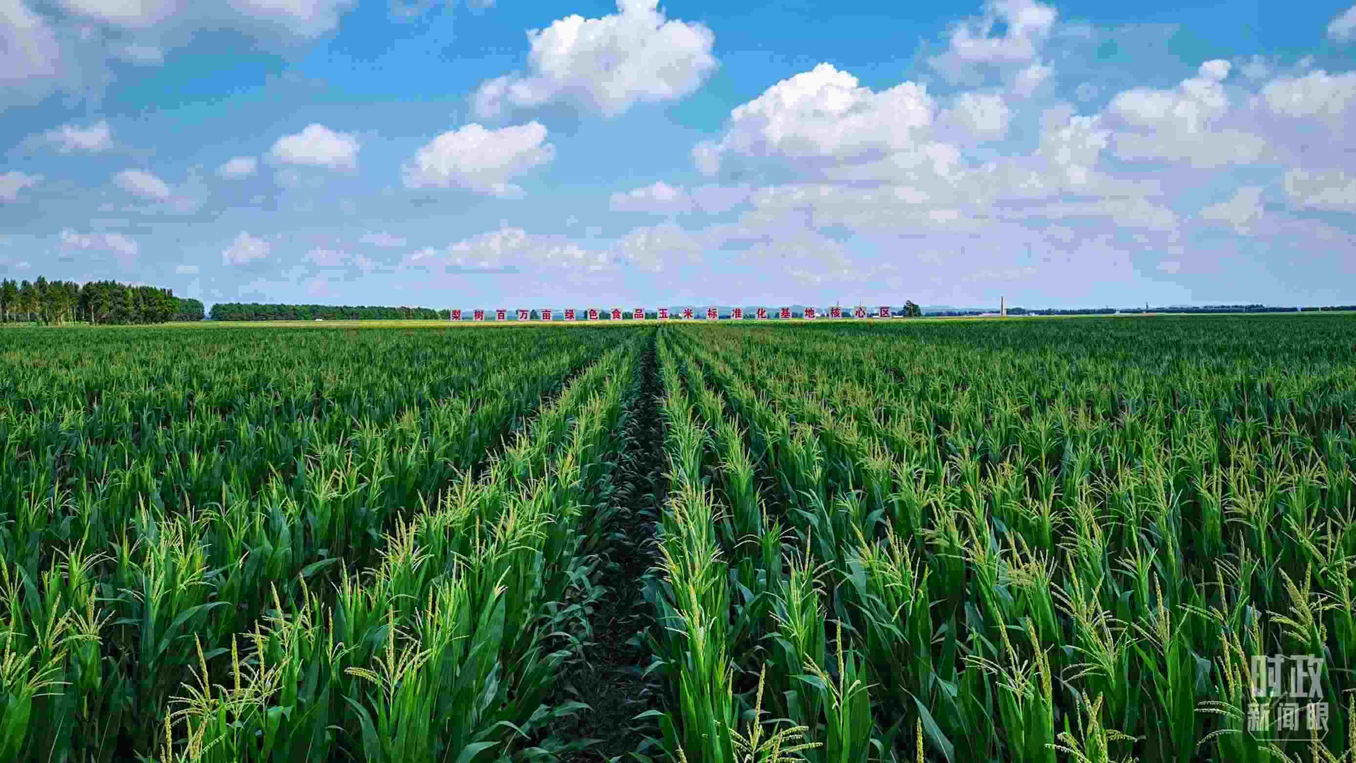 △吉林四平，梨樹縣地處黃金玉米帶。（總臺(tái)央視記者張曉鵬拍攝）