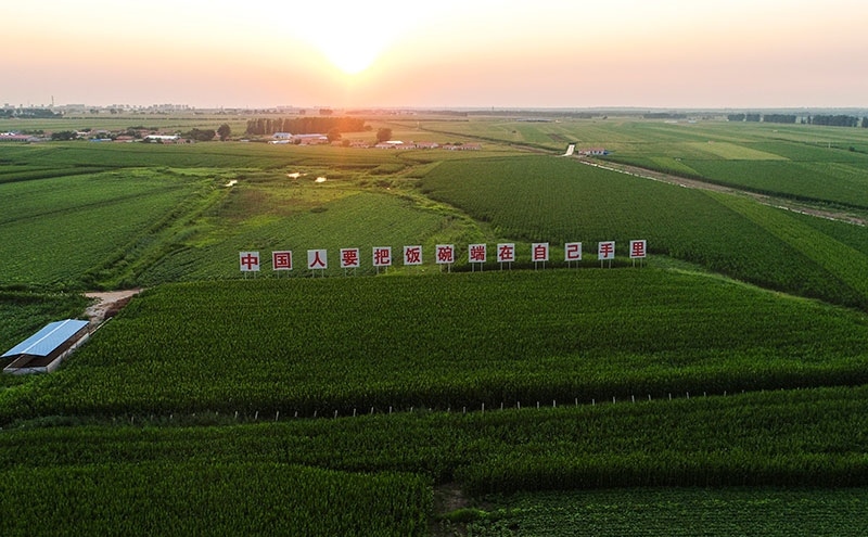 2020年7月23日拍攝的吉林省梨樹縣國家百萬畝綠色食品原料（玉米）標(biāo)準(zhǔn)化生產(chǎn)基地核心示范區(qū)（無人機(jī)照片）。新華社記者 許暢 攝