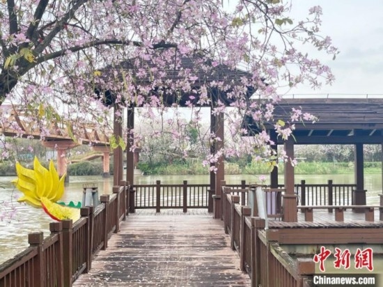 3月7日，廣州海珠國家濕地公園宮粉紫荊花海吸引游人。中新社記者 許青青 攝