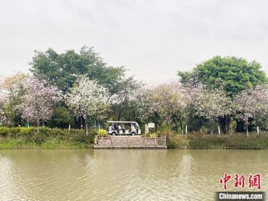 3月7日，廣州海珠國家濕地公園宮粉紫荊花海吸引游人。中新社記者 許青青 攝