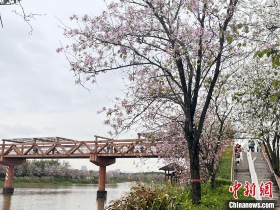 3月7日，廣州海珠國家濕地公園宮粉紫荊花海吸引游人。中新社記者 許青青 攝