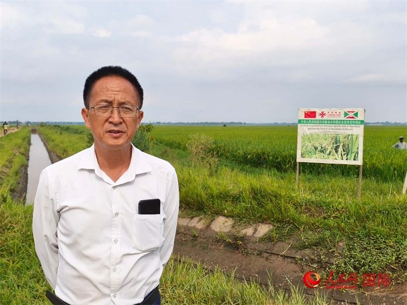 專家組組長楊華德在水稻田間地頭。 人民網(wǎng)記者 黃培昭攝