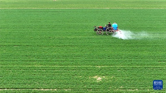 3月14日，在菏澤市鄆城縣郭屯鎮(zhèn)，農(nóng)民在麥田里噴灑除草劑（無人機(jī)照片）。