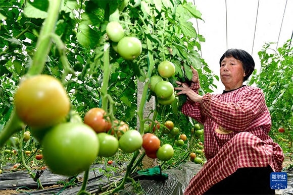 3月13日，在菏澤市鄆城縣張營街道，農(nóng)民在設(shè)施大棚里打理西紅柿。