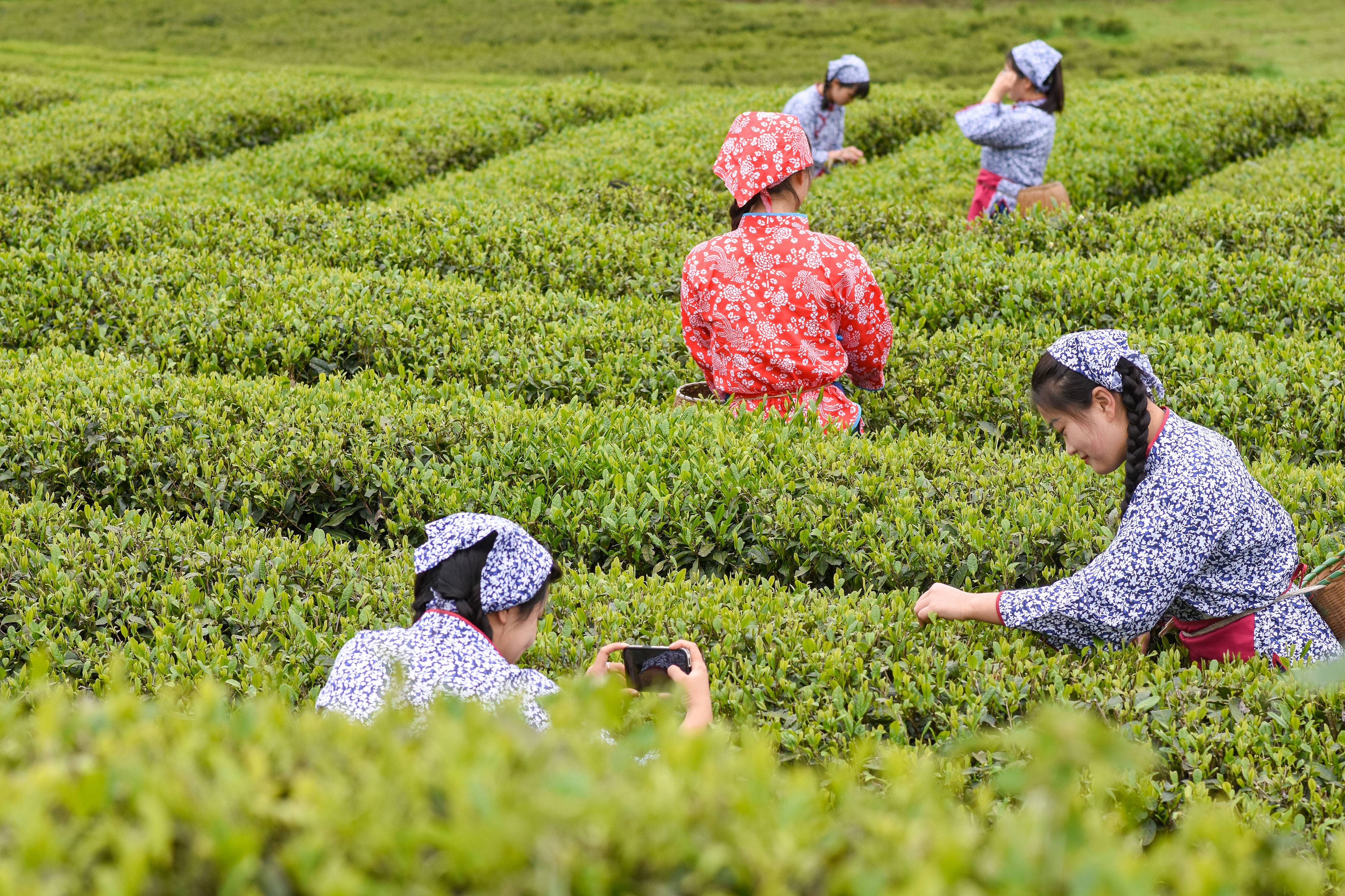 2023年4月6日，游客在貴州省銅仁市江口縣怒溪鎮(zhèn)駱象村生態(tài)茶園體驗采茶樂趣。
