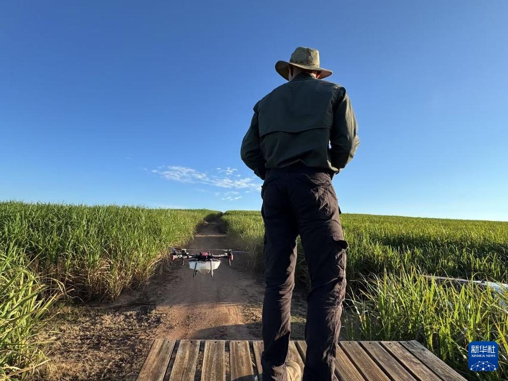 3月25日，在南非夸祖魯-納塔爾省的方廷希爾莊園，飛手操縱無人機為甘蔗林噴灑藥劑。新華社記者 白舸 攝