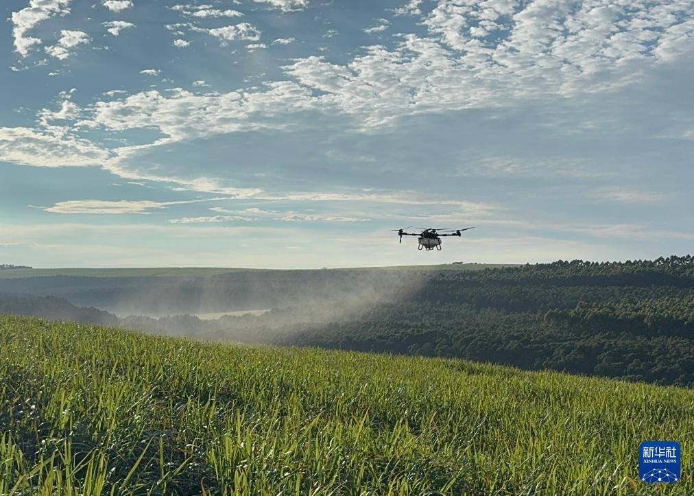 3月25日，在南非夸祖魯-納塔爾省的方廷希爾莊園，中國農(nóng)用無人機為甘蔗林噴灑殺菌劑。新華社記者 白舸 攝