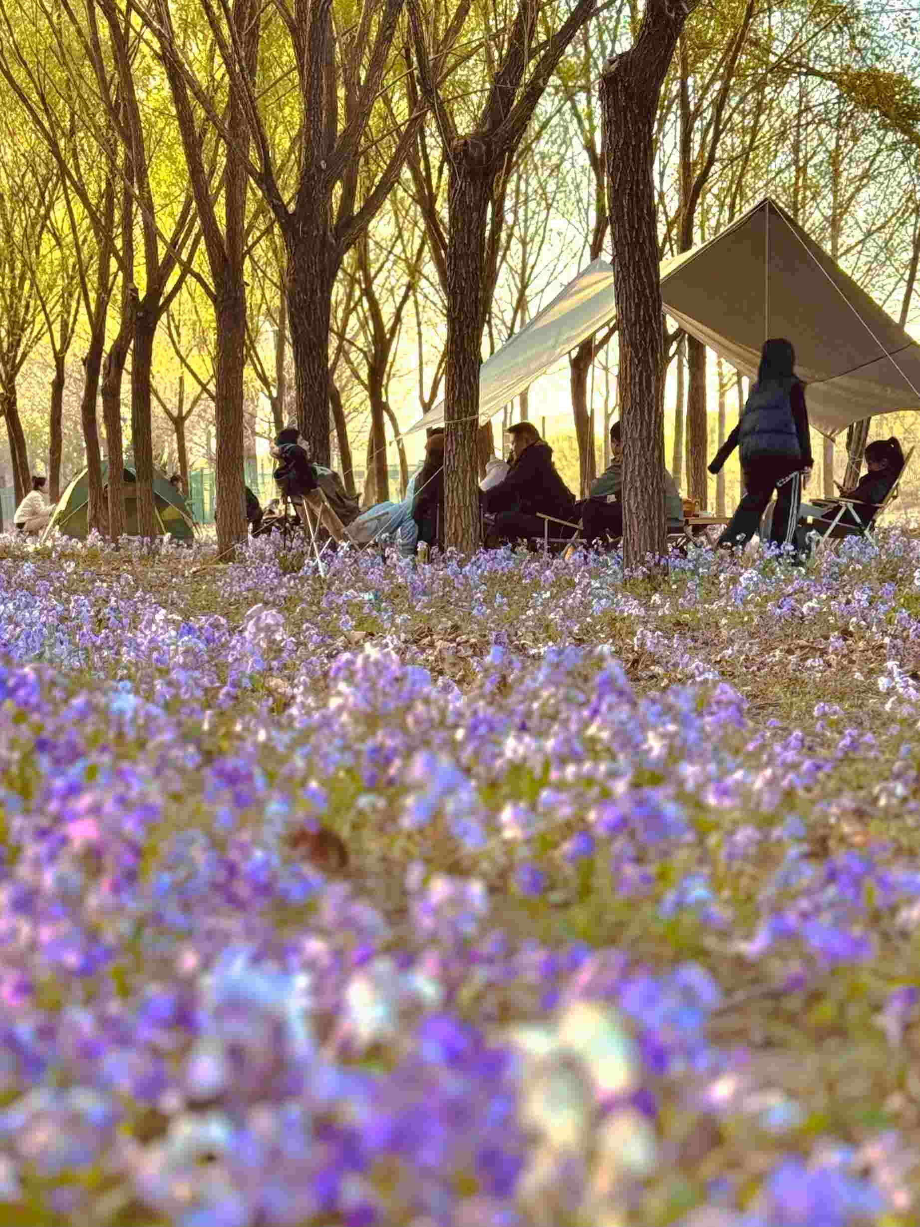 清明假期期間，范女士一家在北京溫榆河邊露營。受訪者供圖